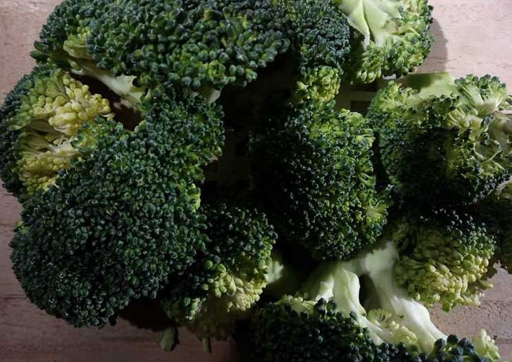 Broccoli